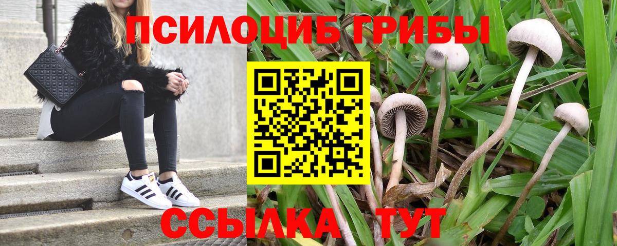 Псилоцибиновые грибы Psilocybine cubensis Муром